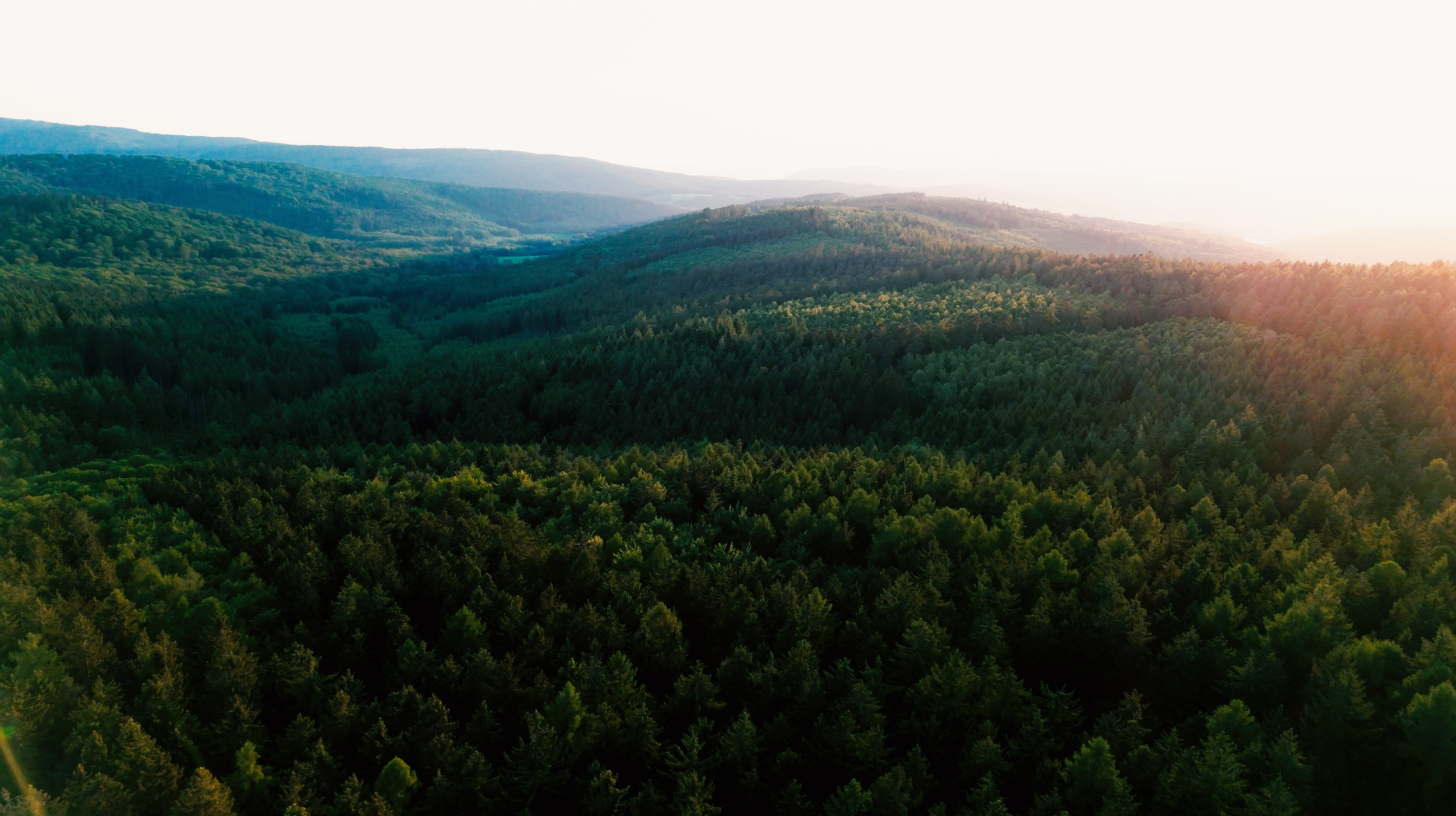 Ein riesiger Wald von oben, mit einem Hügel und die Sonne scheint von oben rechts auf die Bäume.